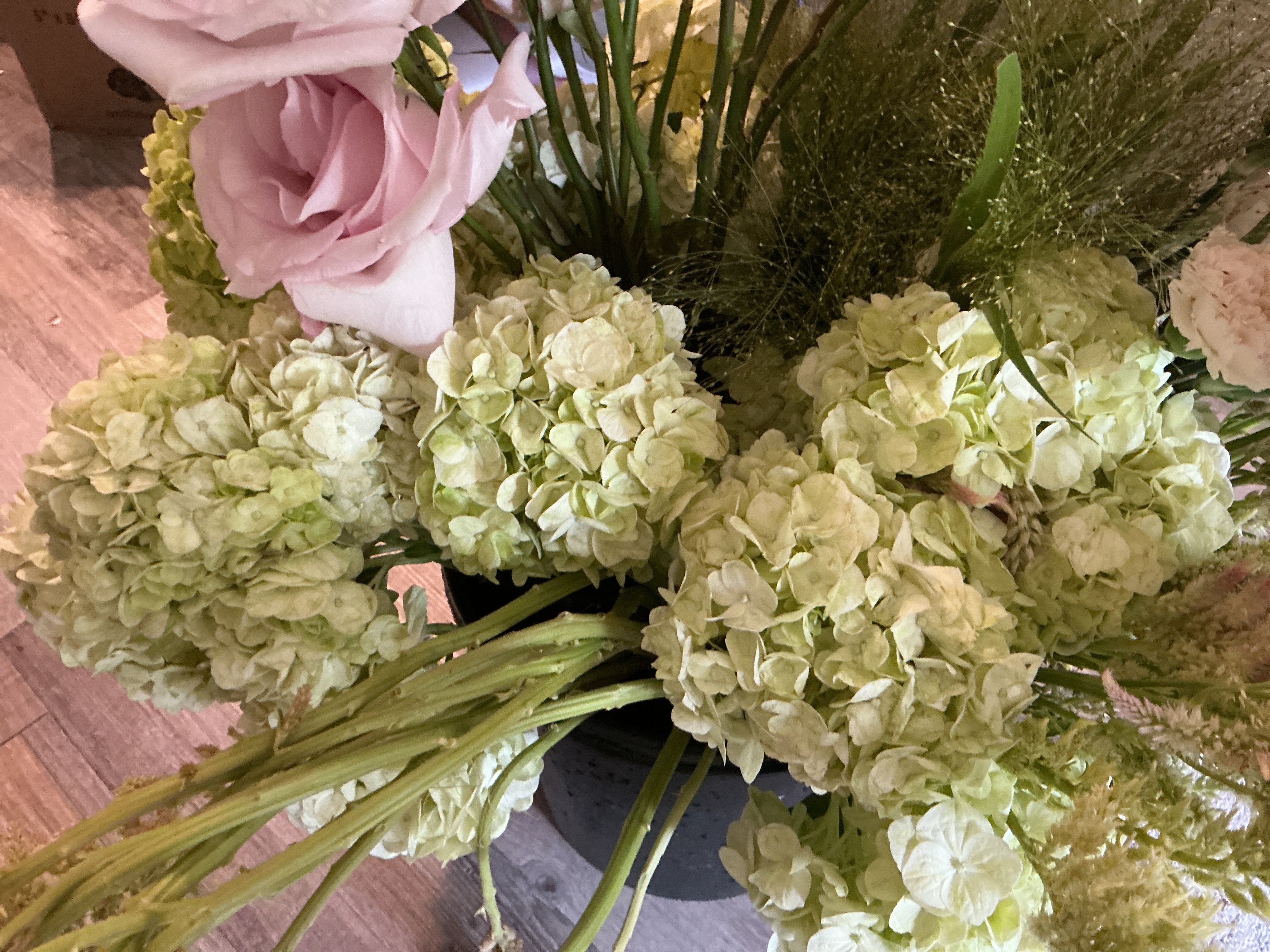 Hydrangea