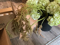 Hanging Amaranth Coral