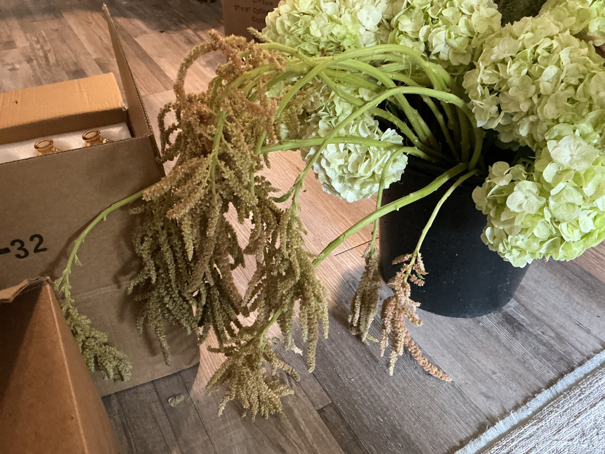 Hanging Amaranth Coral
