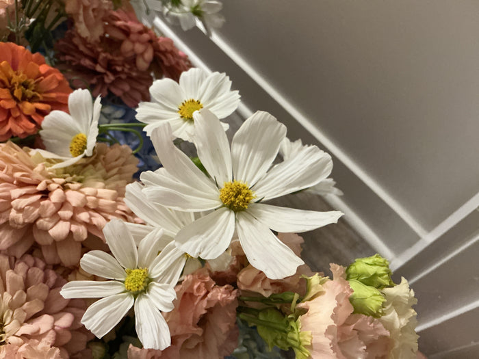 Cosmos