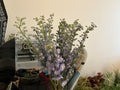 Delphinium