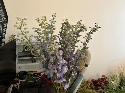 Delphinium