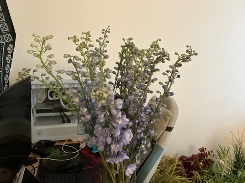 Delphinium