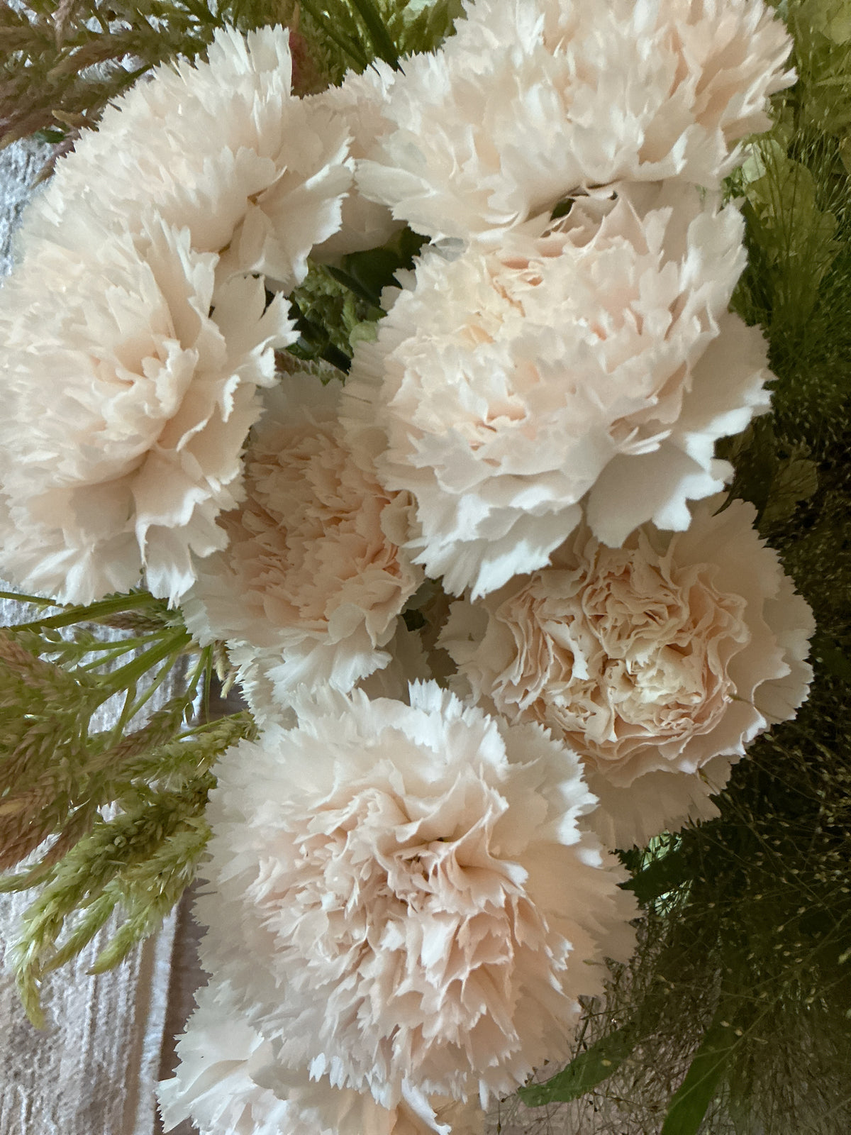Carnation
