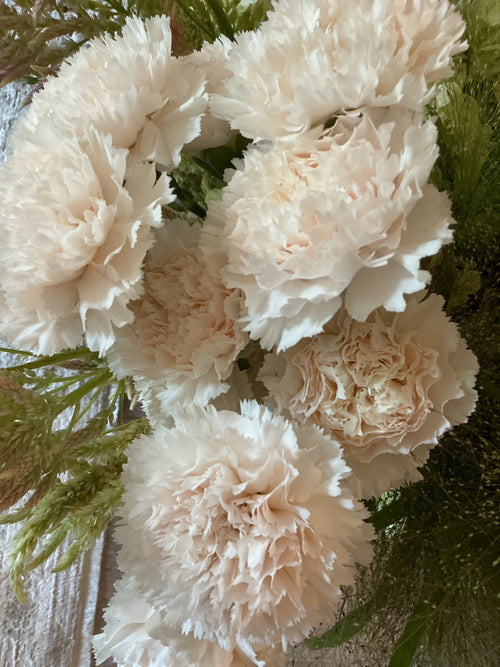 Carnation