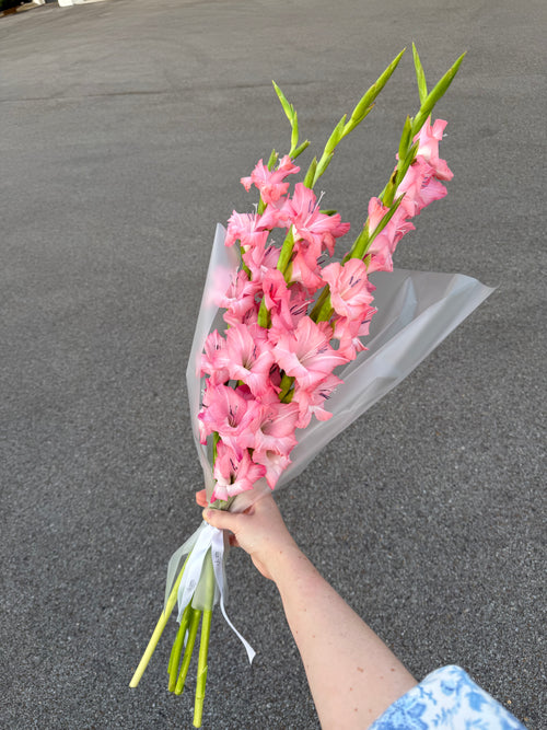 5 gladiolus